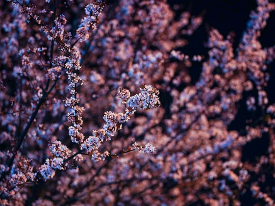 Cerisiers en fleurs de nuit (yozakura) - Japon