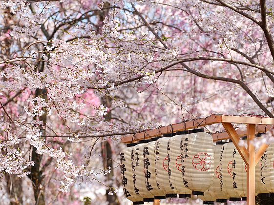 Lanternes sous les cerisiers en fleur (sakura) - Japon