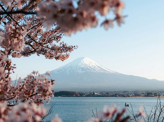 Cerisiers en fleurs (sakura) -  Kawaguchiko - Japon 