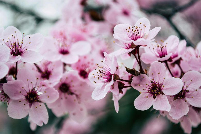 Cerisiers en fleurs (sakura) - Japon 