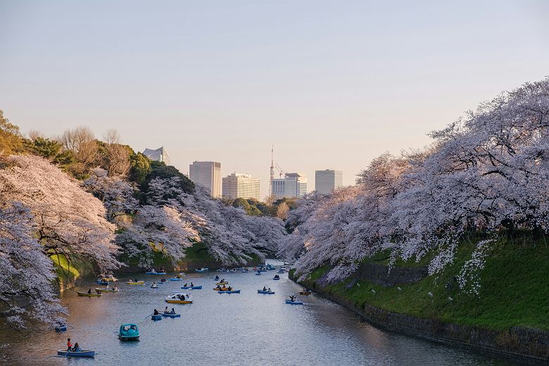 Cerisiers en fleurs (sakura) - Tokyo - Japon 