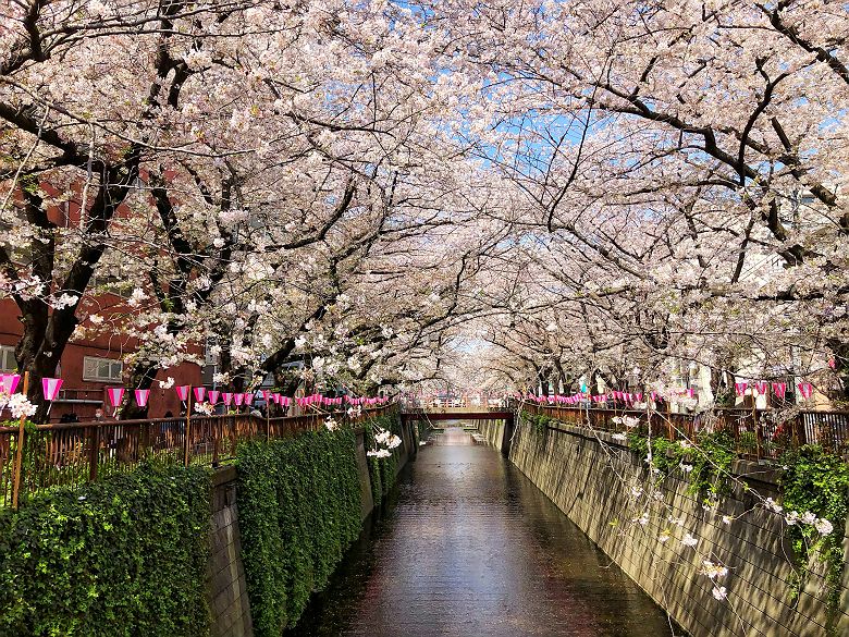 Cerisiers sur les berges de la rivière Meguro - Tokyo - Japon