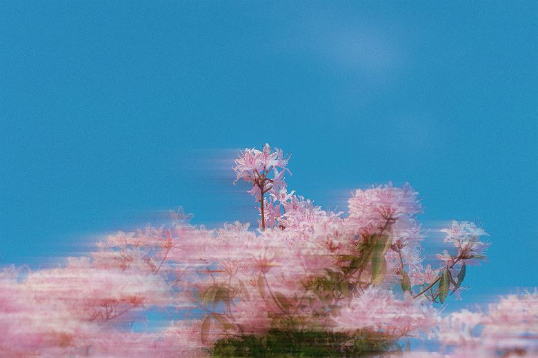Cerisiers en fleurs (sakura) - Japon 