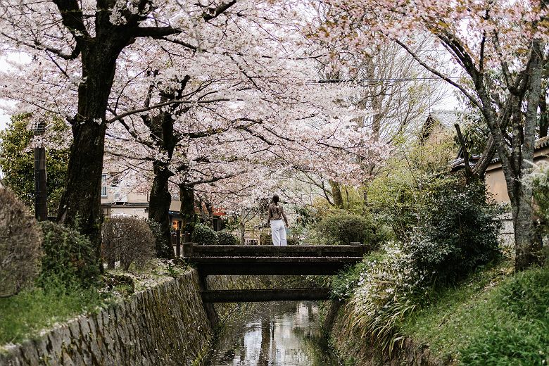 Cerisiers en fleurs (sakura) - Kyoto - Japon 