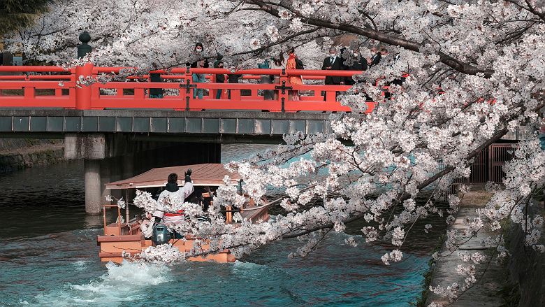 Cerisiers en fleurs (sakura) - Kyoto - Japon 