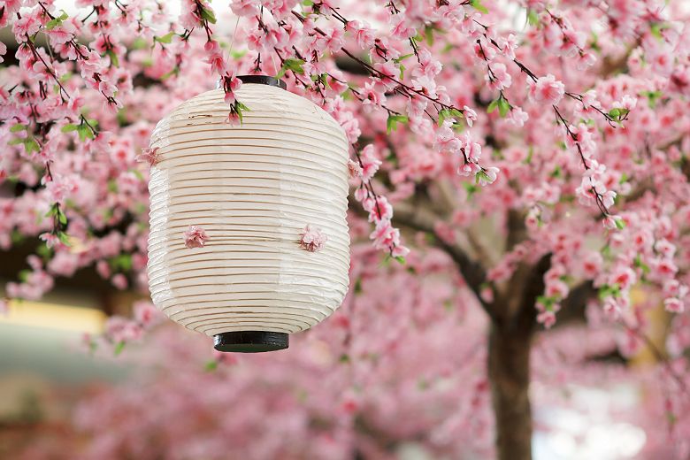 Lanterne japonaise devant des fleurs de cerisier - Japon