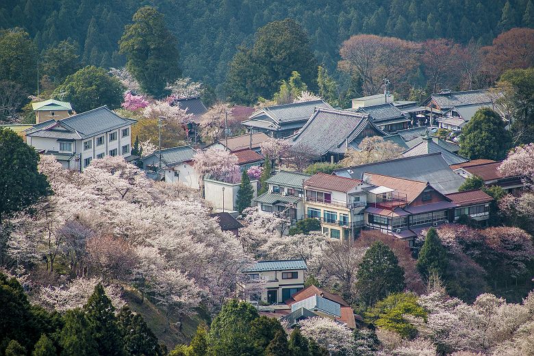Cerisiers en fleurs (sakura) - Mont Yoshino - Japon 