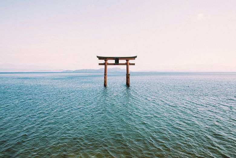 Cerisiers en fleurs (sakura) - Lac Biwa - Japon 