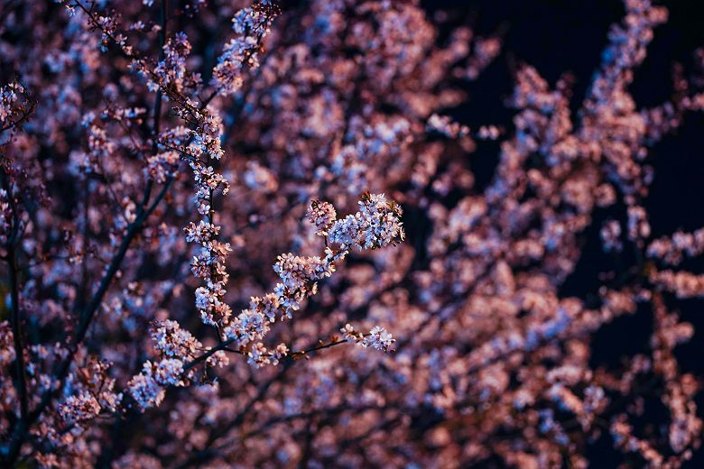 Cerisiers en fleurs de nuit (yozakura) - Japon