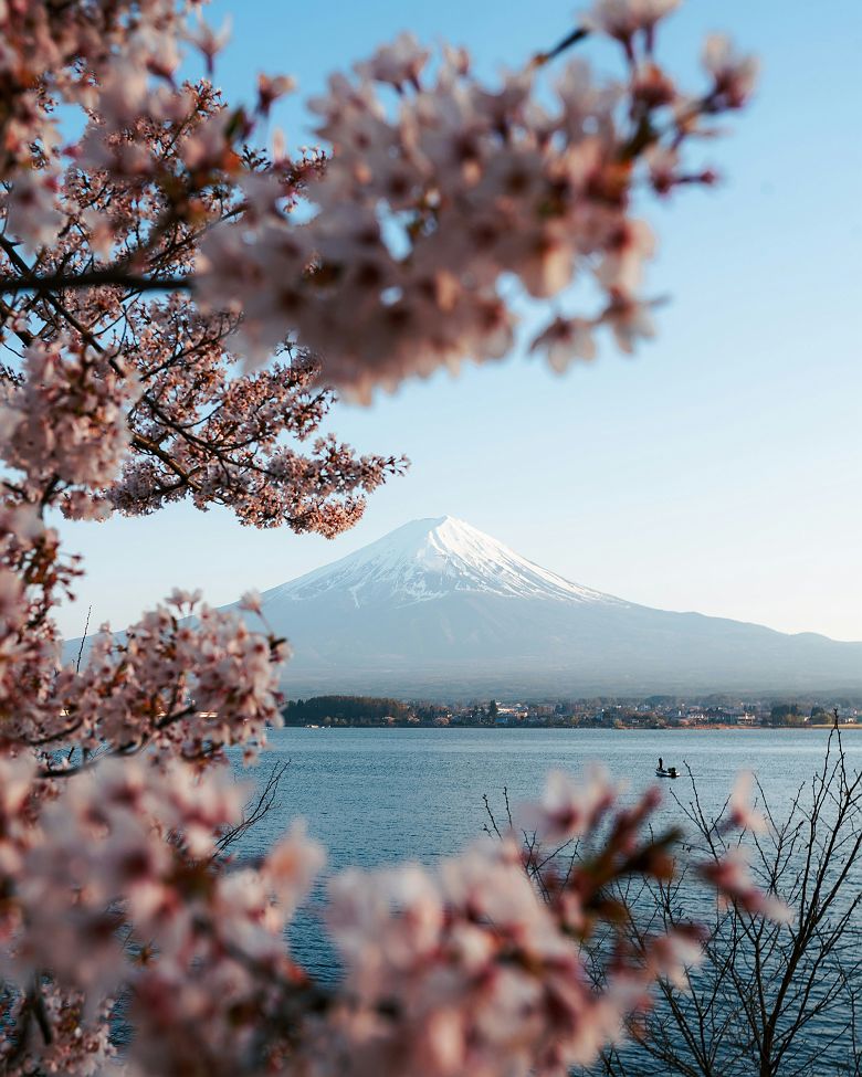 Cerisiers en fleurs (sakura) -  Kawaguchiko - Japon 