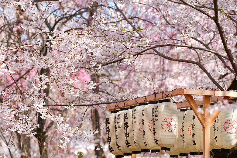 Lanternes sous les cerisiers en fleur (sakura) - Japon
