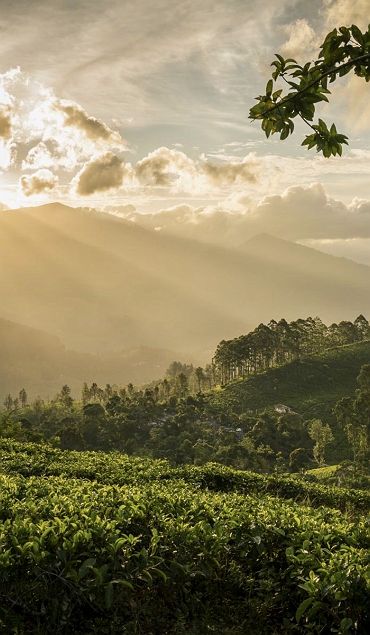 	
Madulkelle Tea & Eco Lodge - Kandy - Sri Lanka