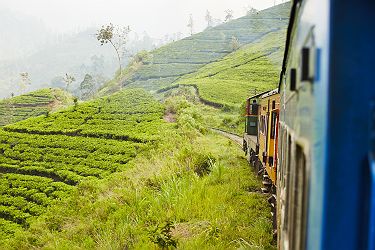 Train près de Nuwara Eliya passant devant une Plantation de thé - Sri Lanka