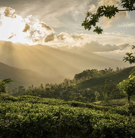 	
Madulkelle Tea & Eco Lodge - Kandy - Sri Lanka