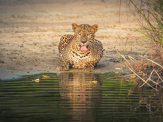 Leopard près d'un lac - Parc national de Wilpattu - Sri Lanka