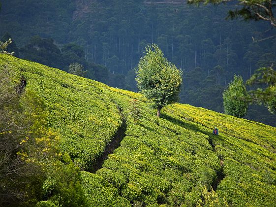 Plantation de thé - Sri Lanka