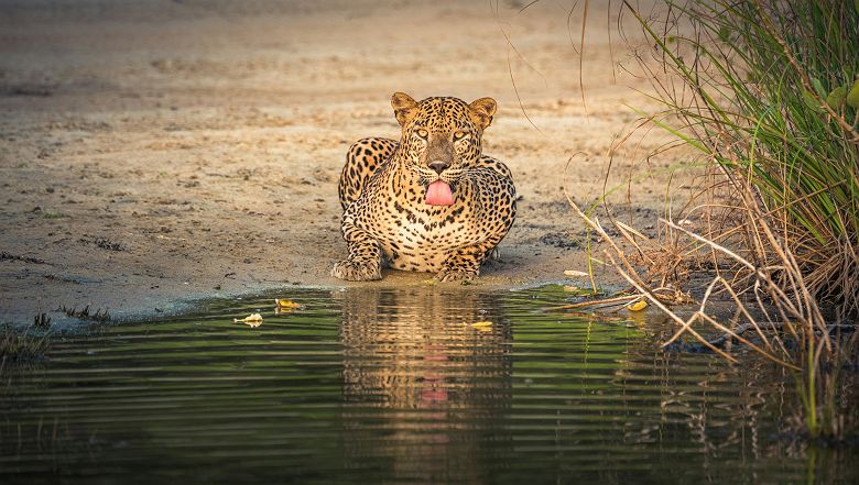Leopard près d'un lac - Parc national de Wilpattu - Sri Lanka