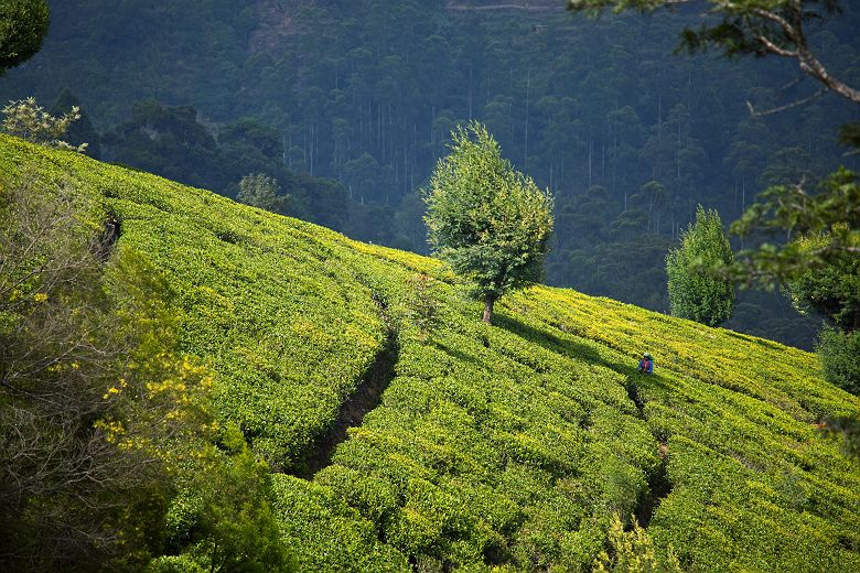 Plantation de thé - Sri Lanka