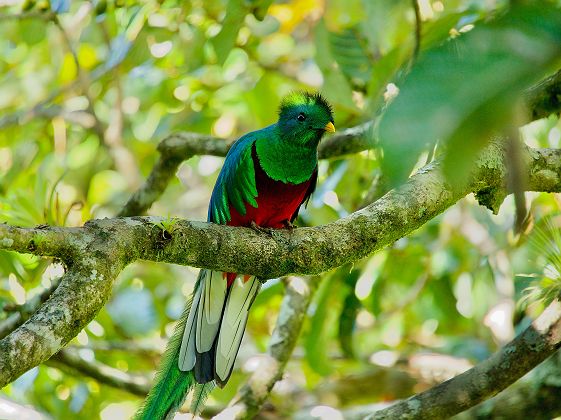 Quetzal dans la réserve de Curi Cancha