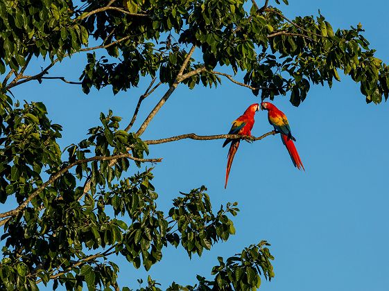 Perroquets - Costa Rica