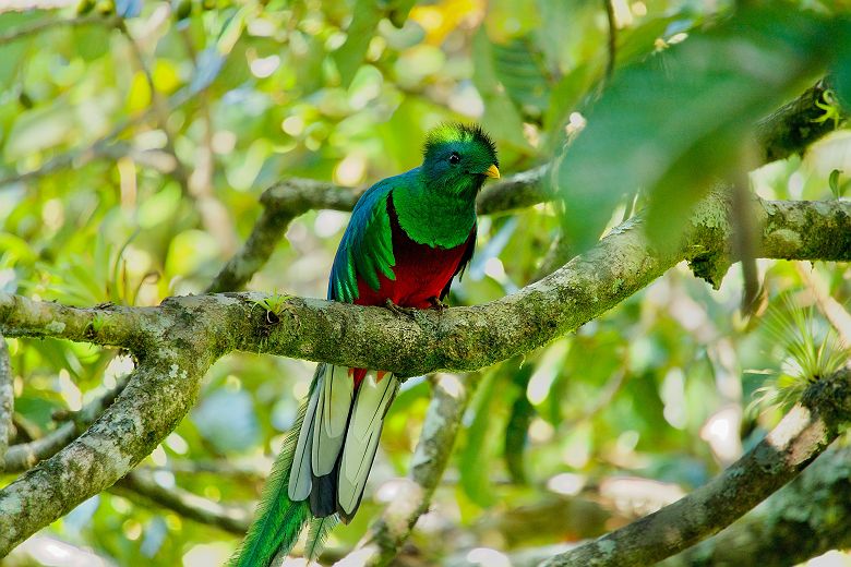 Quetzal dans la réserve de Curi Cancha