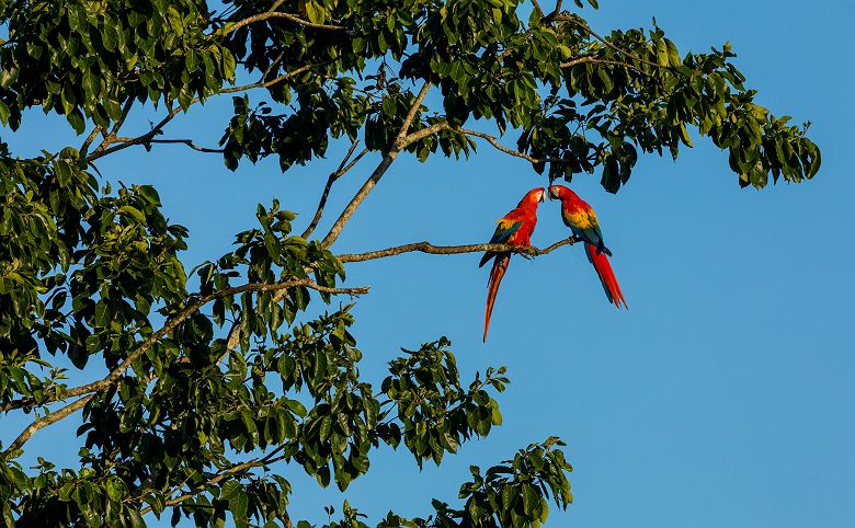 Perroquets - Costa Rica
