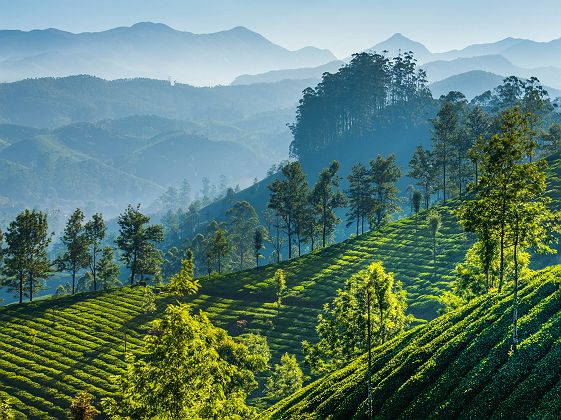 Plantation de thé à Munnar dans le Kerala - Inde
