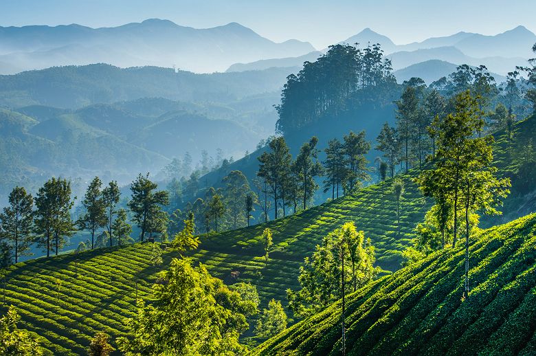Plantation de thé à Munnar dans le Kerala - Inde