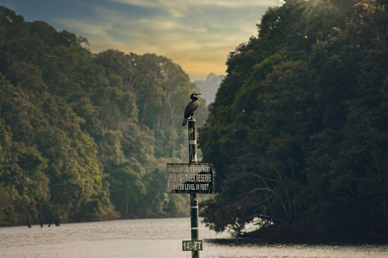 Parc national de Periyar - Kerala, Inde