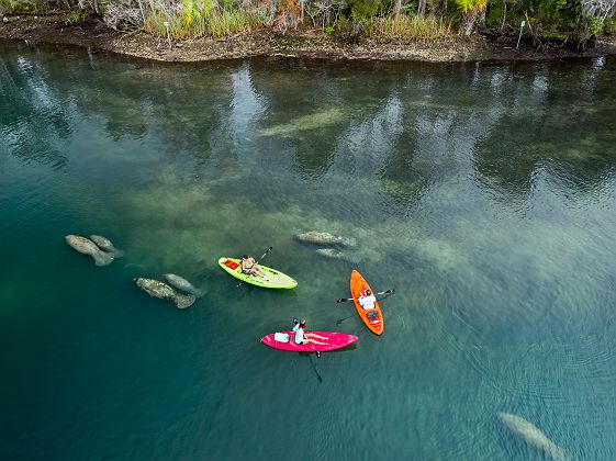 ©Roundhouse Creative crystal river three sisters springs kayaks lamantins