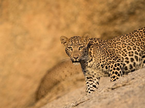 Jawai Camp - Portrait d'un léopard sur les rochers