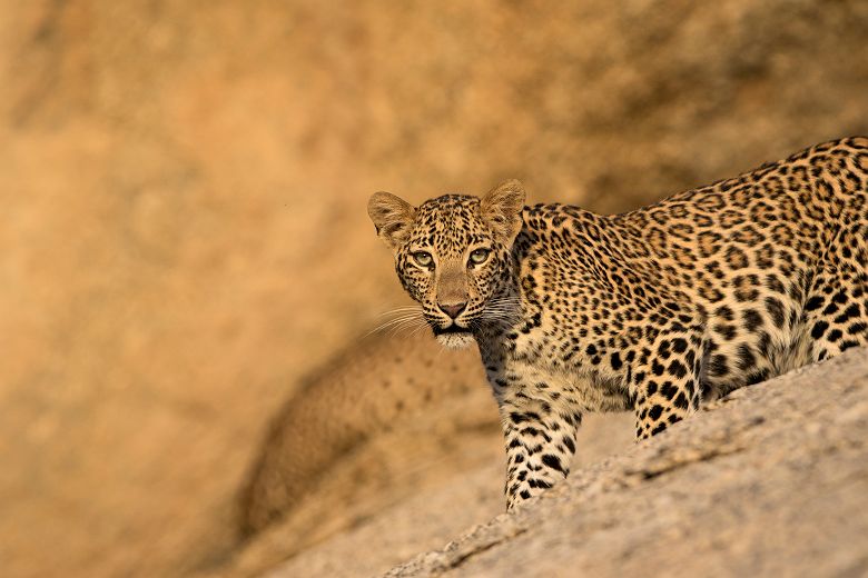 Jawai Camp - Portrait d'un léopard sur les rochers