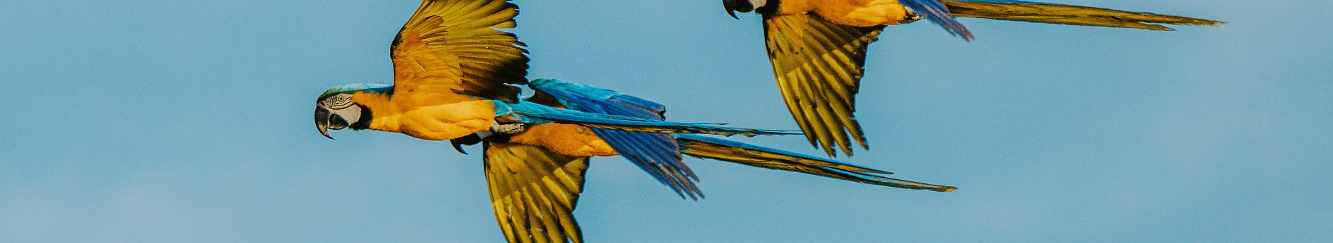 Pousada Trijunçao - Activités - Brésil