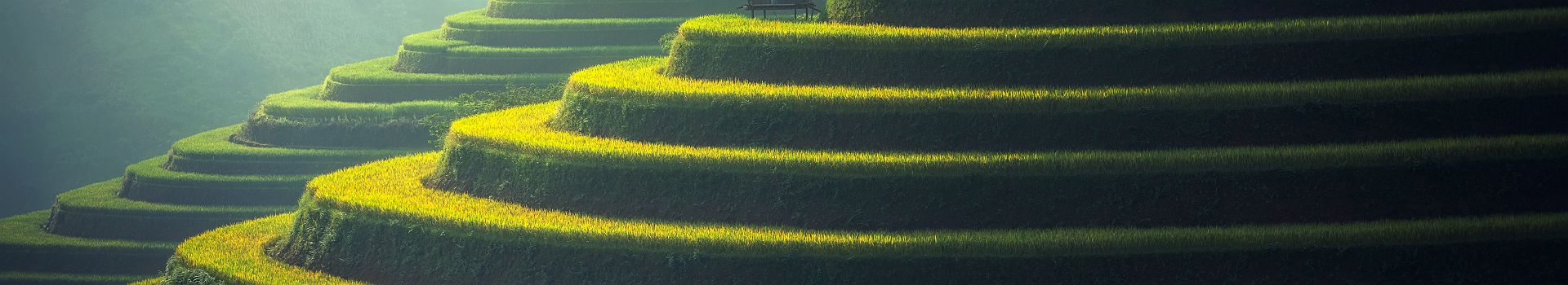 Vietnam - Plantation de riz à Mu Cang Chai
