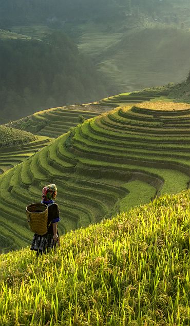 Rizières à Mu Cang Chai, région de Sapa, Vitenam