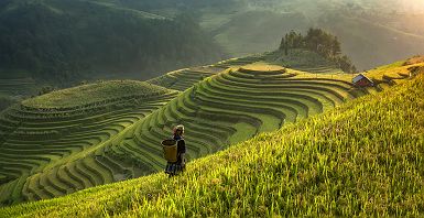 Rizières à Mu Cang Chai, région de Sapa, Vitenam