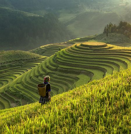 Rizières à Mu Cang Chai, région de Sapa, Vitenam