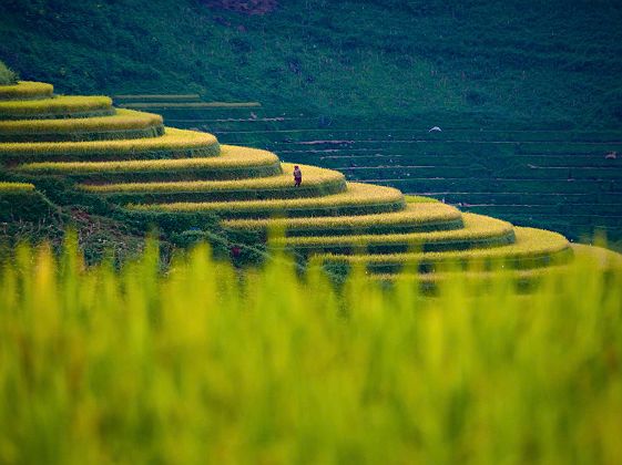 Rizières à Mu Cang Chai, Vietnam