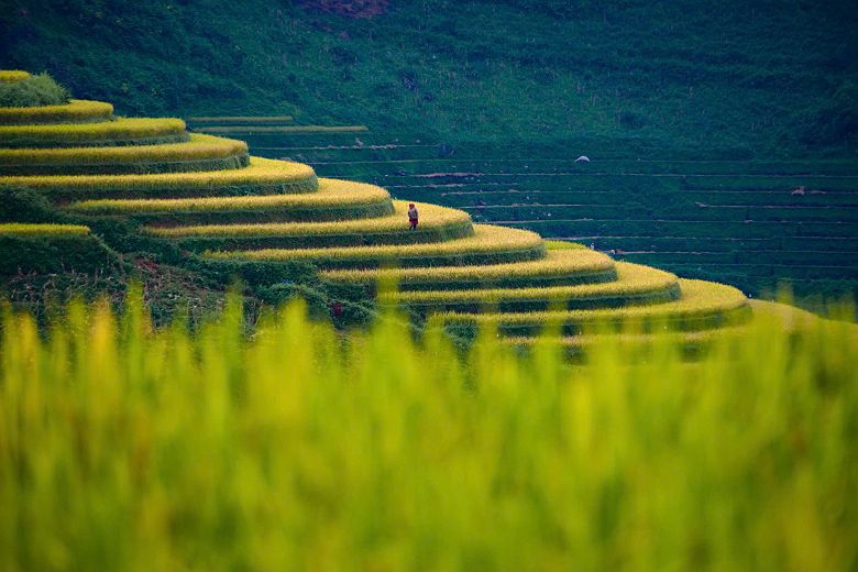 Rizières à Mu Cang Chai, Vietnam