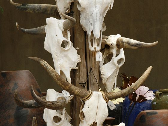 Cranes de vaches Longhorn à vendre sur un marché de Santa Fé, Nouveau Mexique - Etats Unis