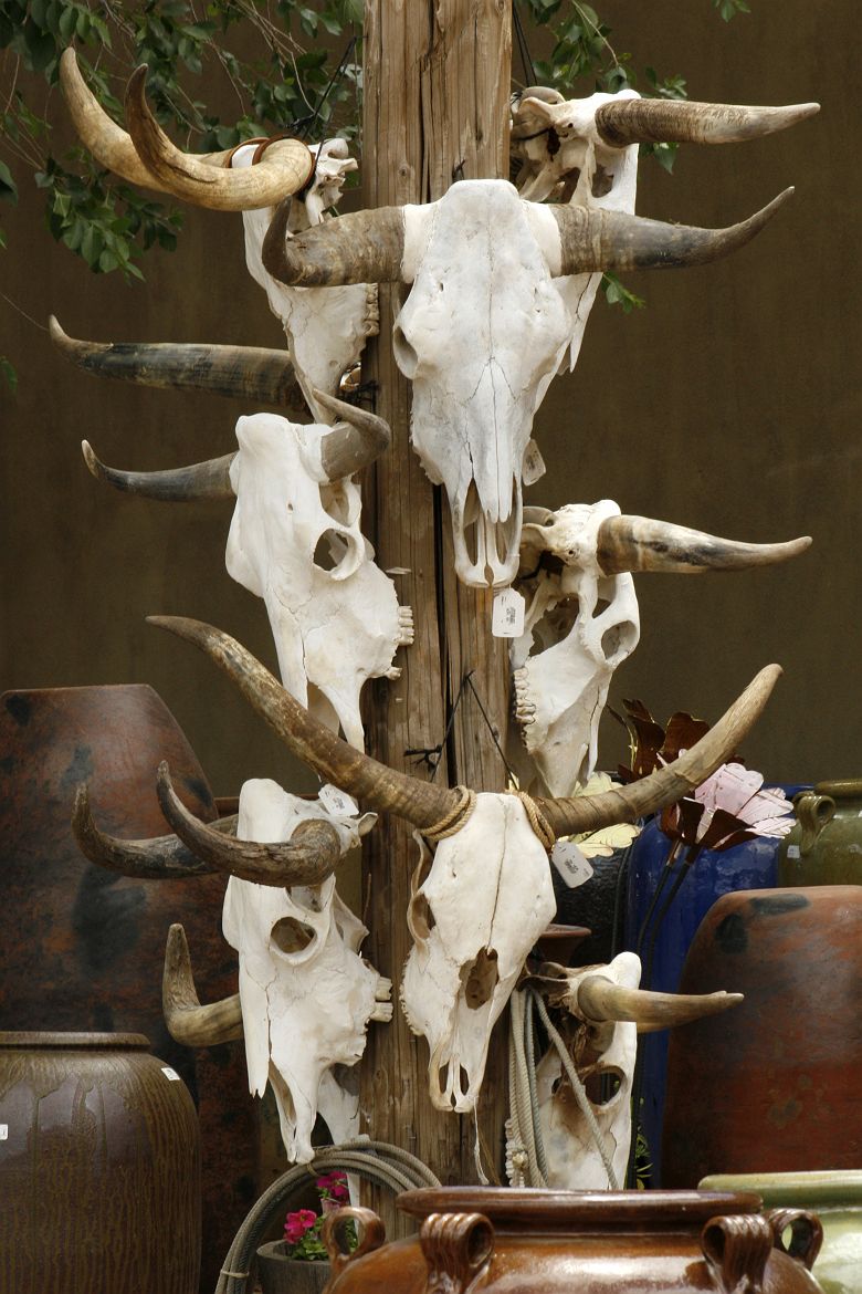 Cranes de vaches Longhorn à vendre sur un marché de Santa Fé, Nouveau Mexique - Etats Unis