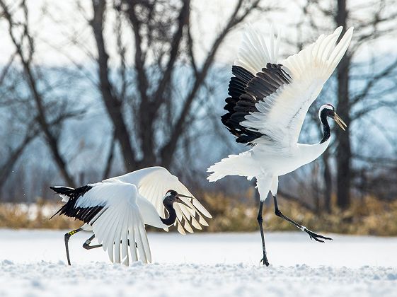 Grues du Japon