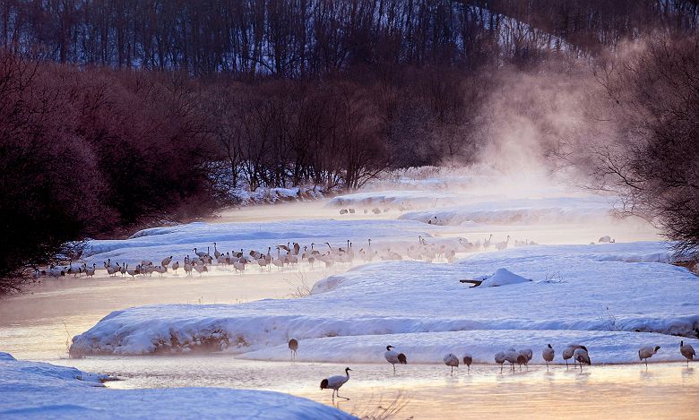 Grues sauvages de Hokkaido