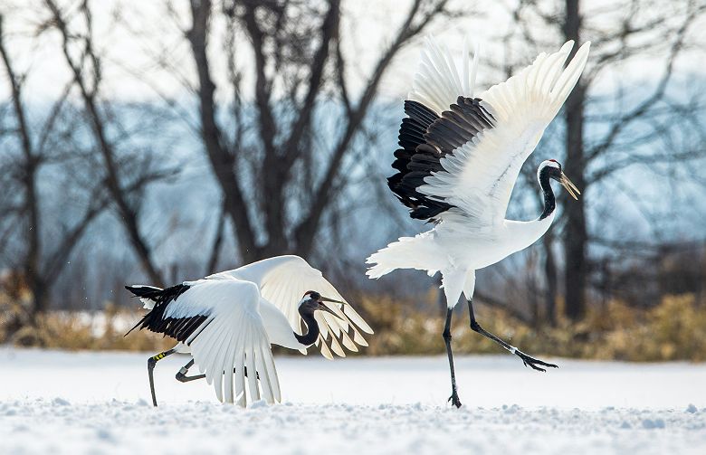 Grues du Japon