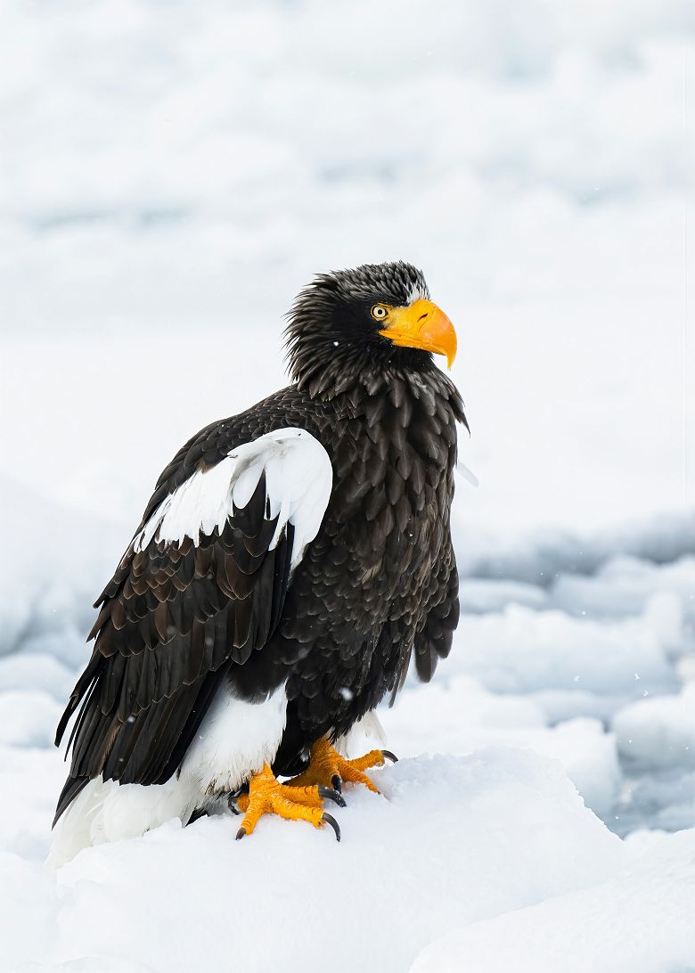 Aigles oowashi de Hokkaido - Japon