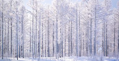 Pins enneigés au Japon à Hokkaido