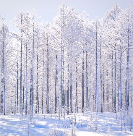 Pins enneigés au Japon à Hokkaido