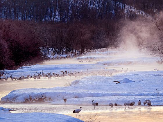 Grues sauvages de Hokkaido