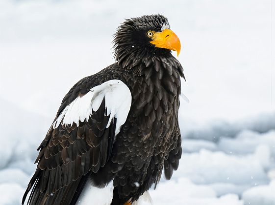 Aigles oowashi de Hokkaido - Japon