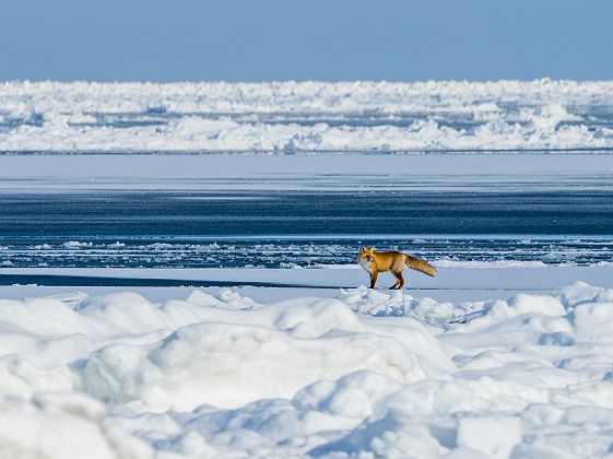 Mer de glaces dérivantes - Shari - Hokkaido - Japon